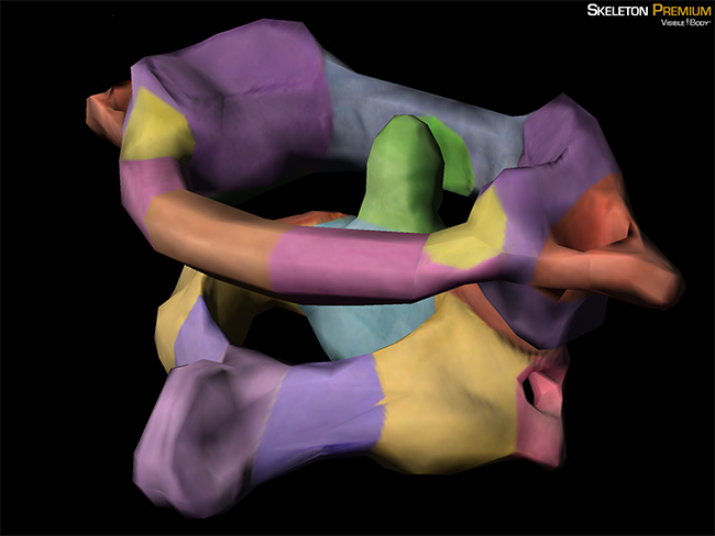 3d-skeletal-system-atlas-axis-and-the-atlanto-axial-relationship