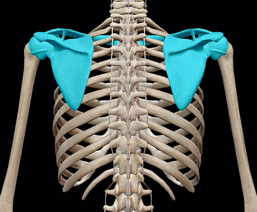 Skeleton of arm + shoulder girdle