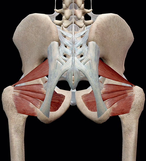 external rotation of the hip