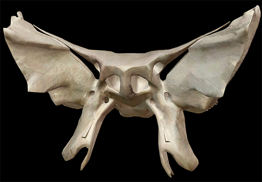 3D Skeletal System: Function of the Sphenoid