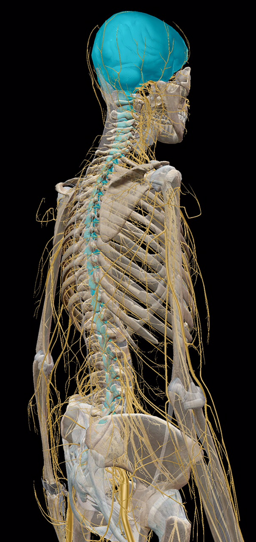 Navigating The Nervous System Part I The Cns Pns And Somatic Motor Control