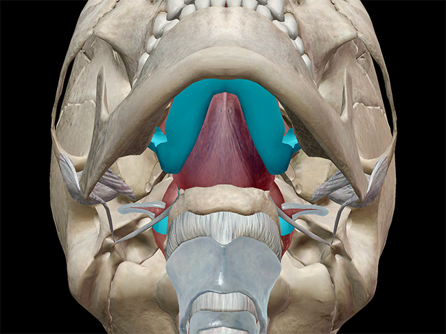 epiglottis anatomy