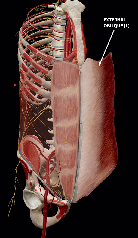 The External Abdominal Obliques: 3D Anatomy Model