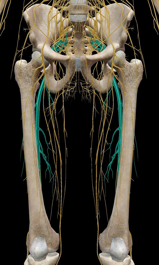 sciatic nerve model