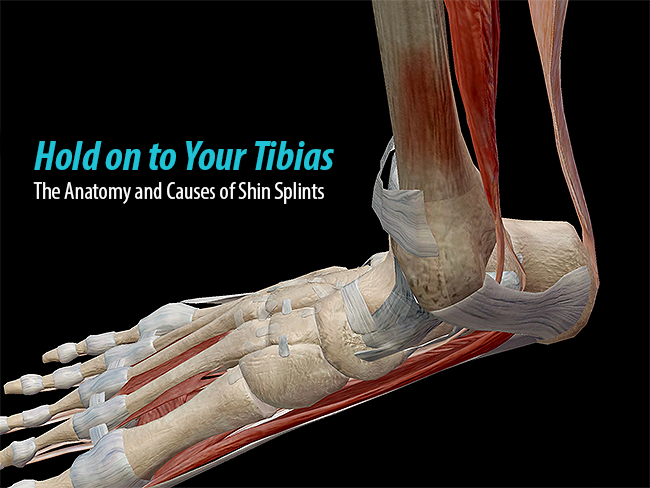 Hold on to Your Tibias: The Anatomy and Causes of Shin Splints