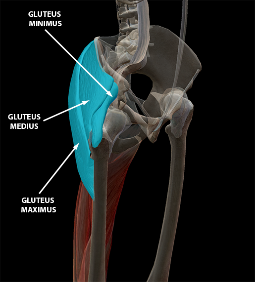 The Glorious Glutes: Muscles of the Buttocks