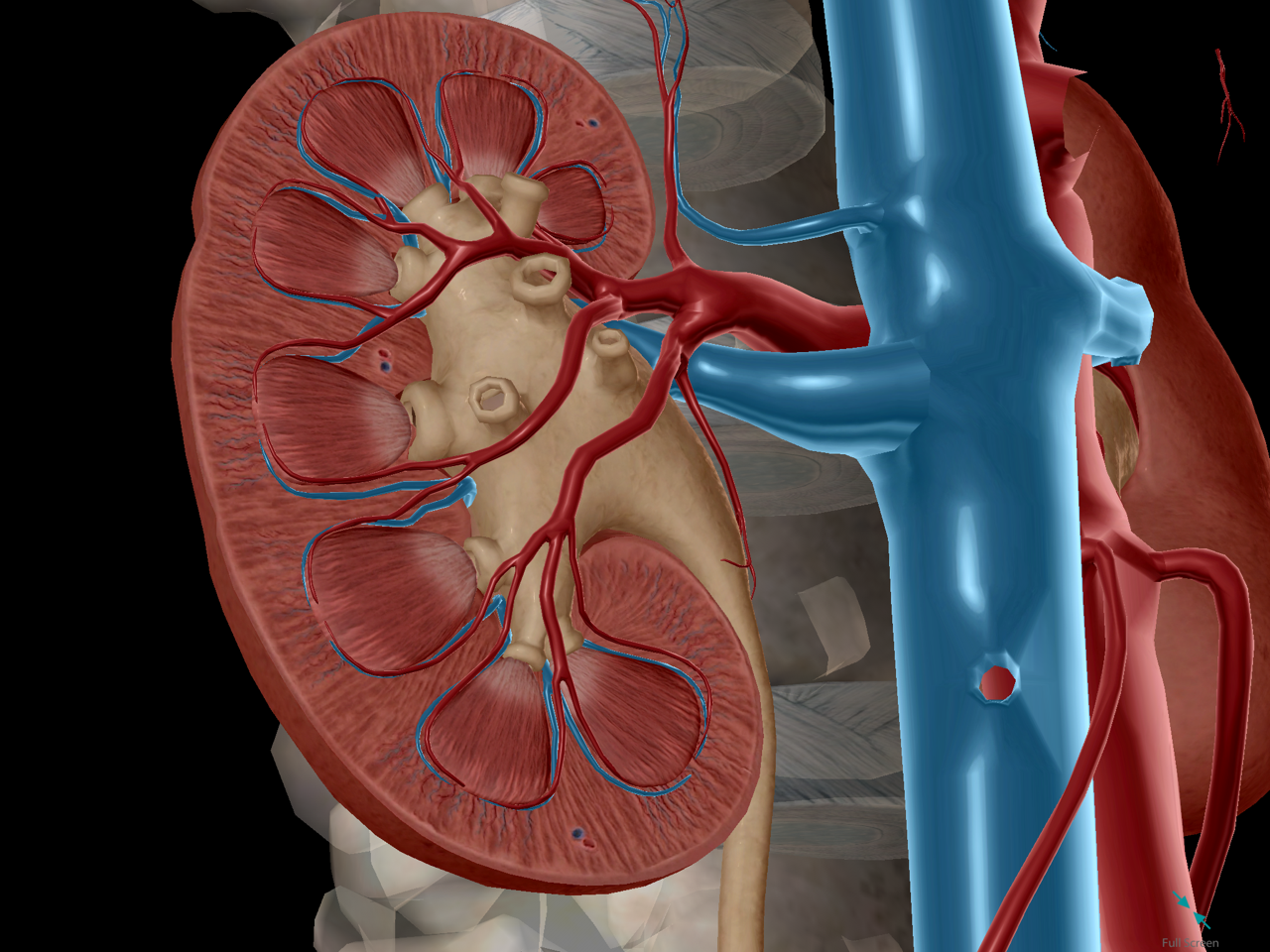 Internal d. Renal Physiology. Анатомия человека почки фото.