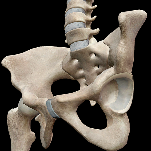 Bones of the pelvic girdle and lower limb - 3D scene - Mozaik