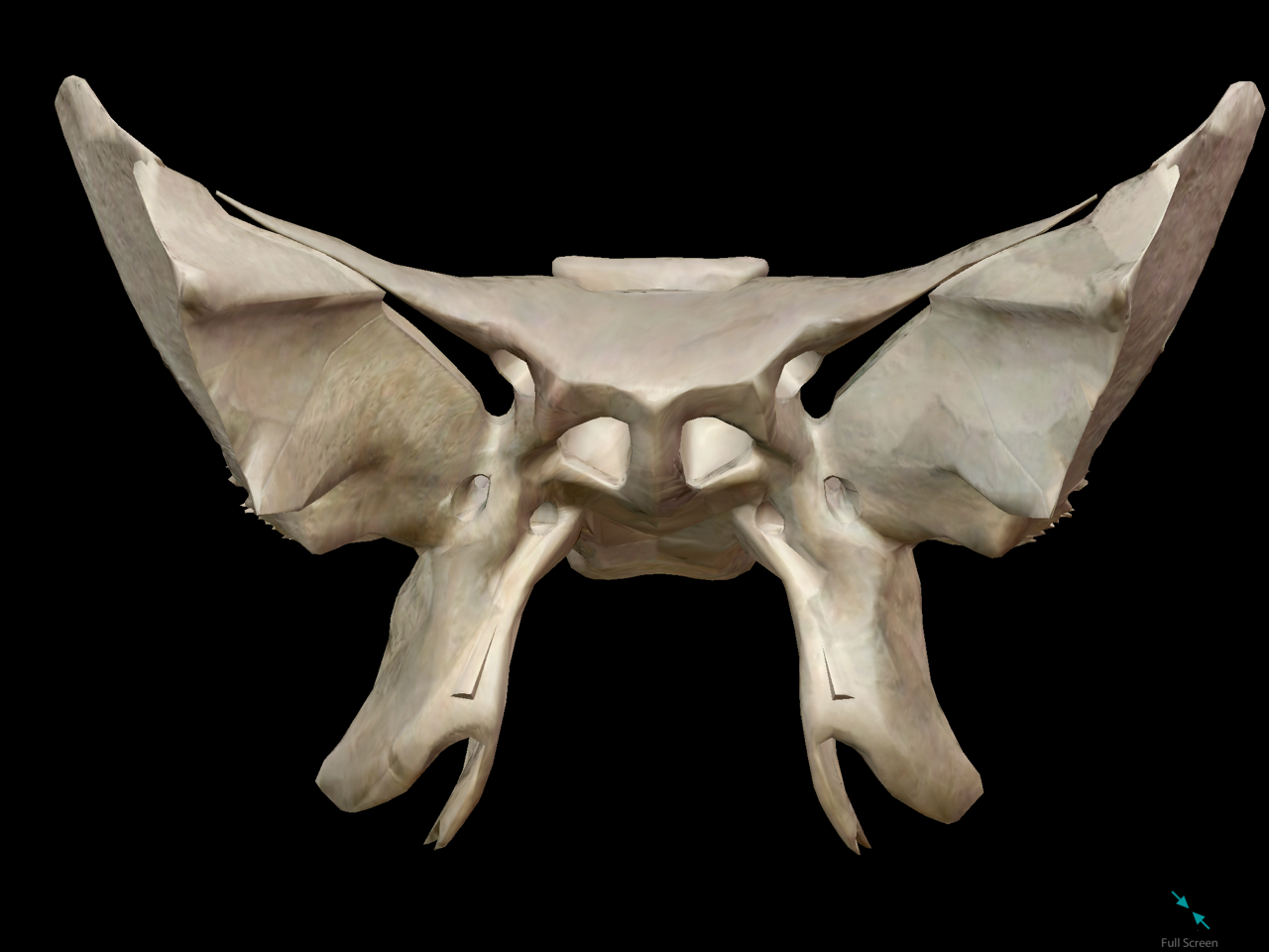 3d-skeletal-system-function-of-the-sphenoid