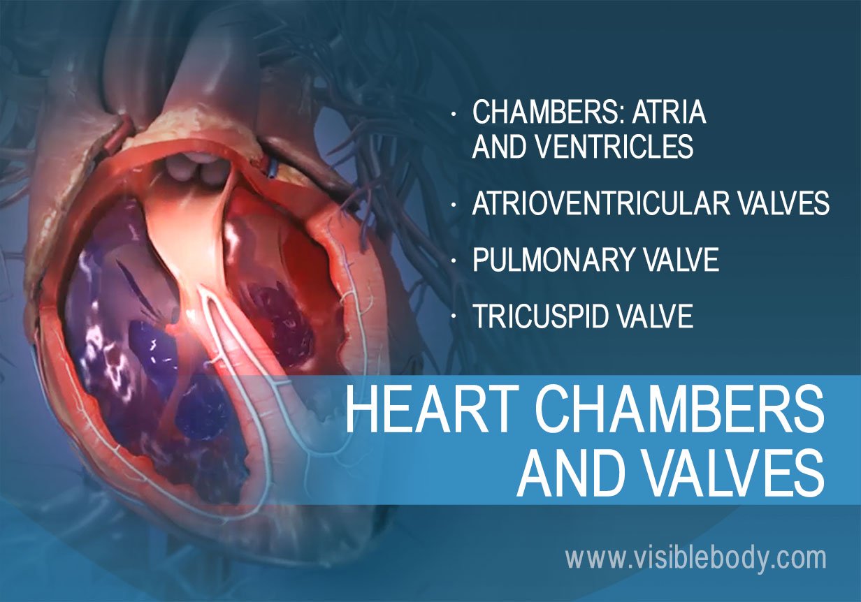 The Heart  Circulatory Anatomy