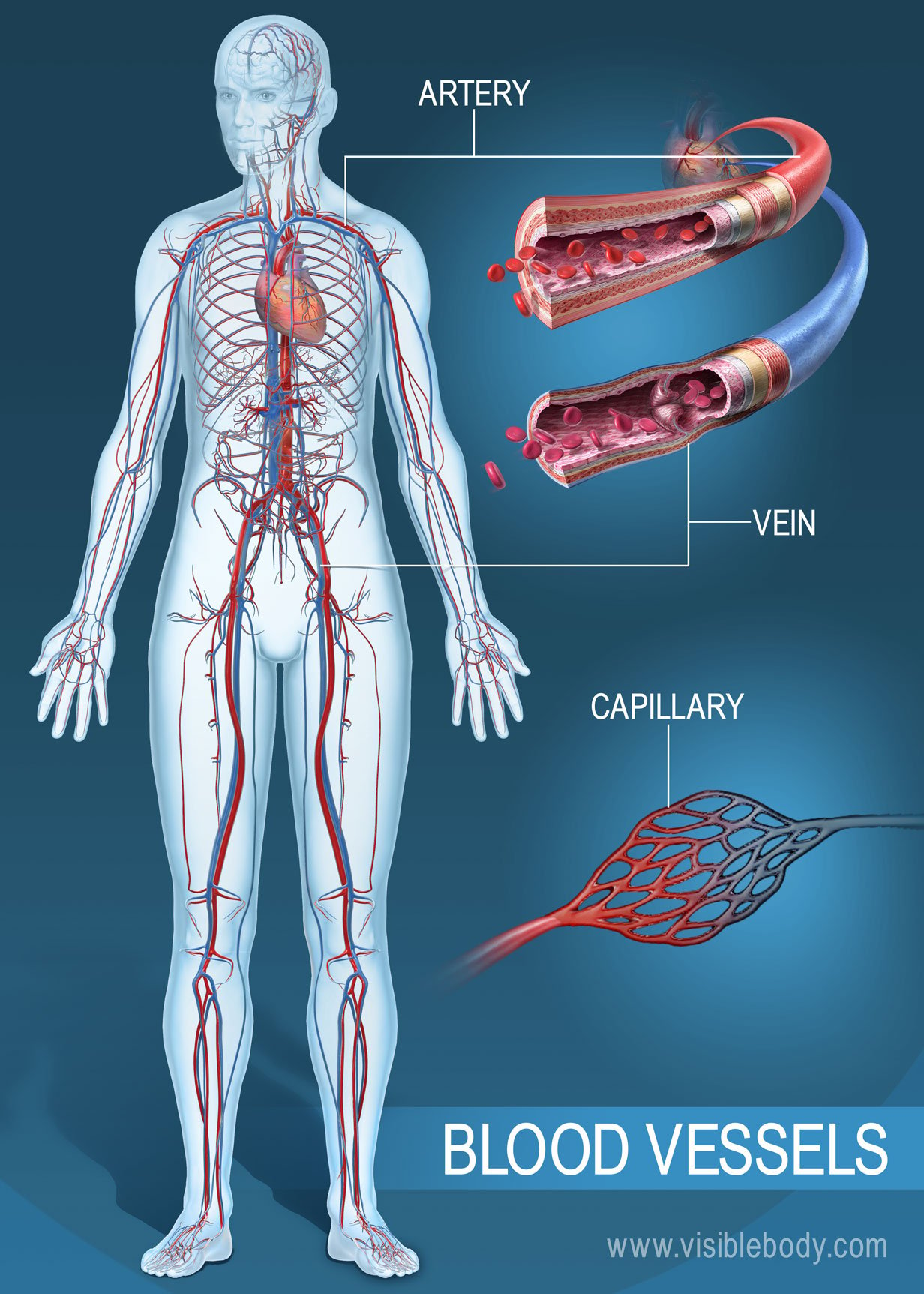 veins diagram human body
