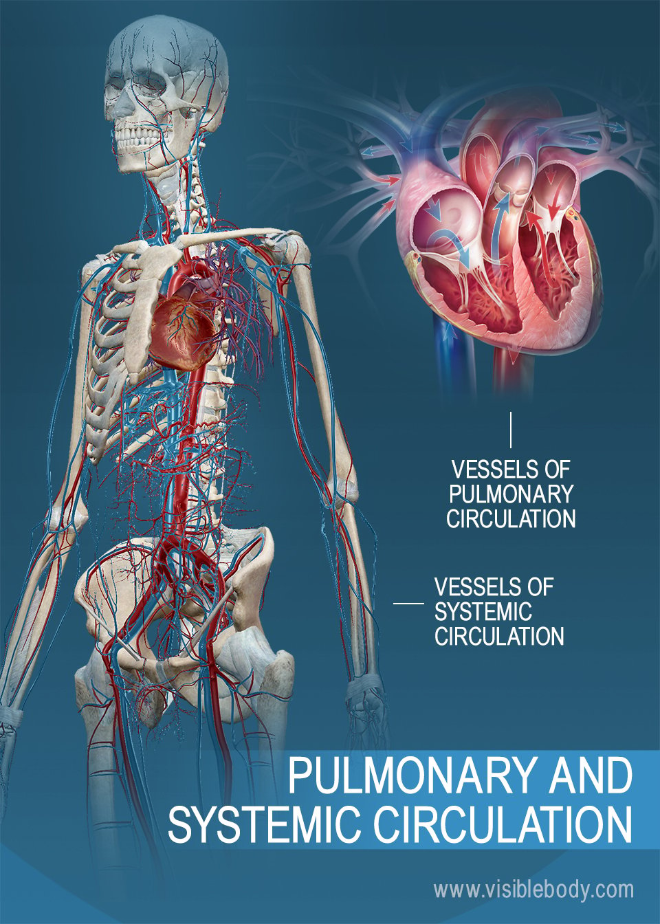 pulmonary circulation pathway