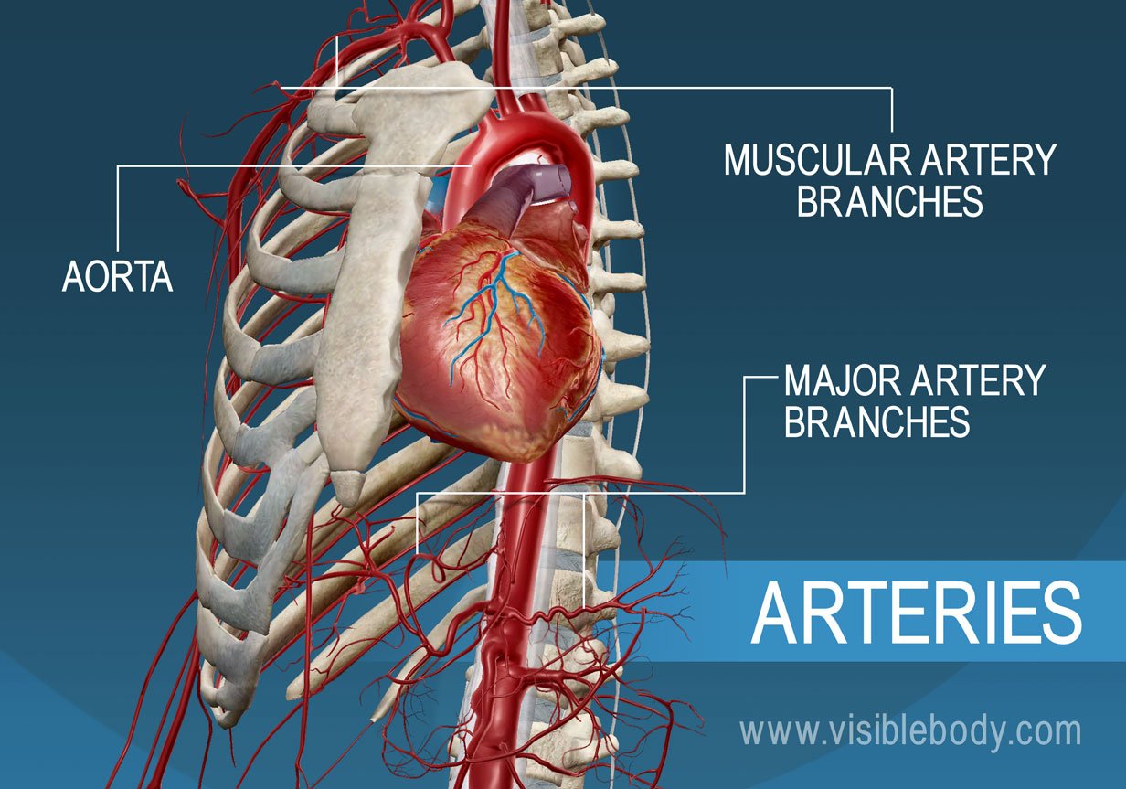 arteries veins and capillaries diagram