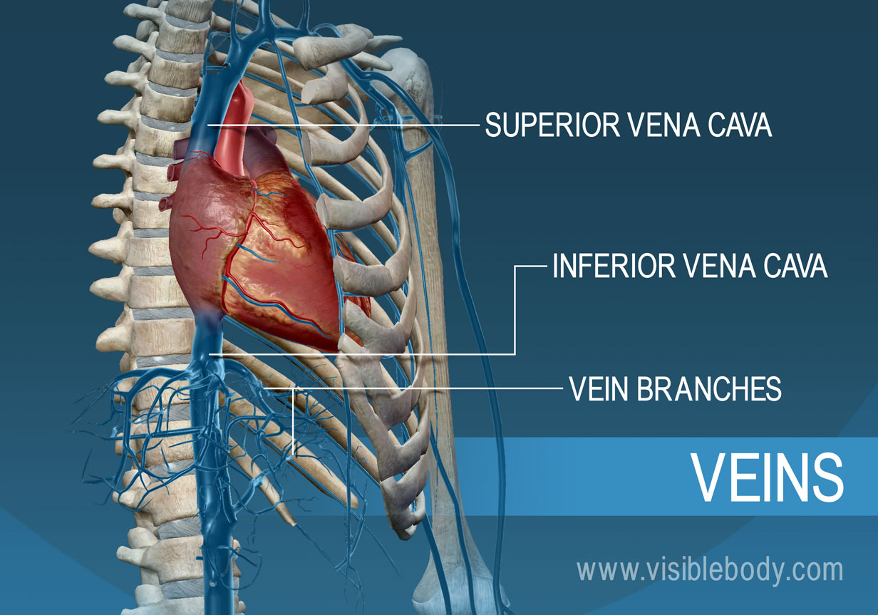 circulatory-blood-vessels