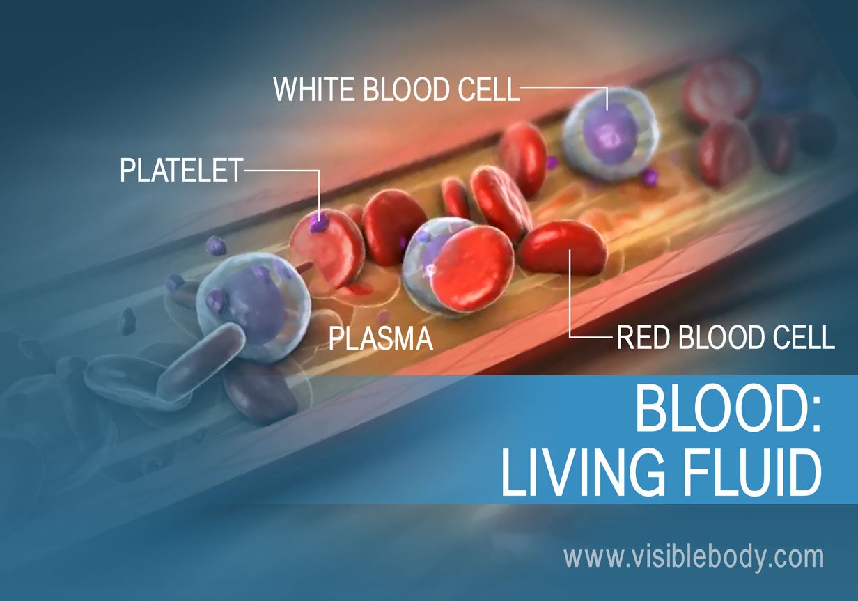 red blood cells and white blood cells and plasma