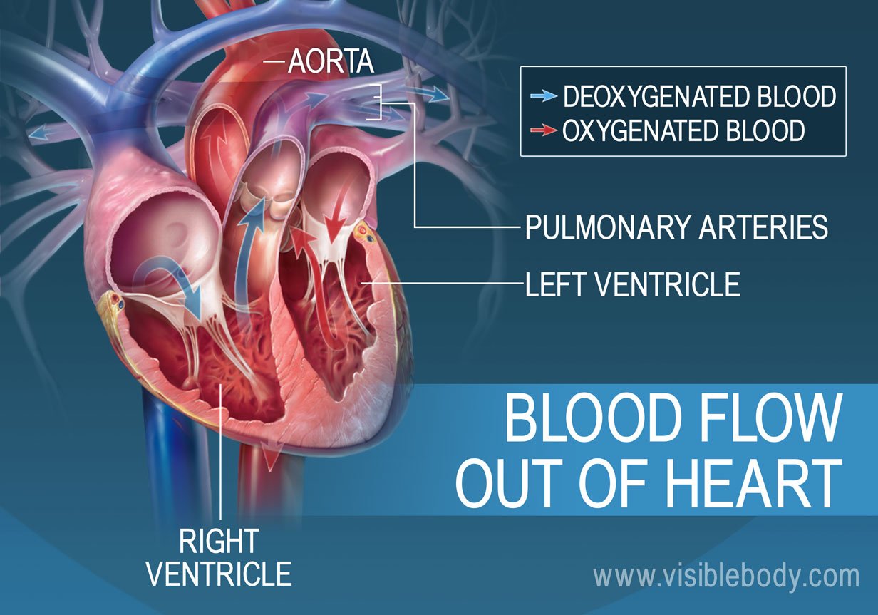 Which Chambers Of The Heart Pumps Blood To The Lungs For Oxygenation at ...