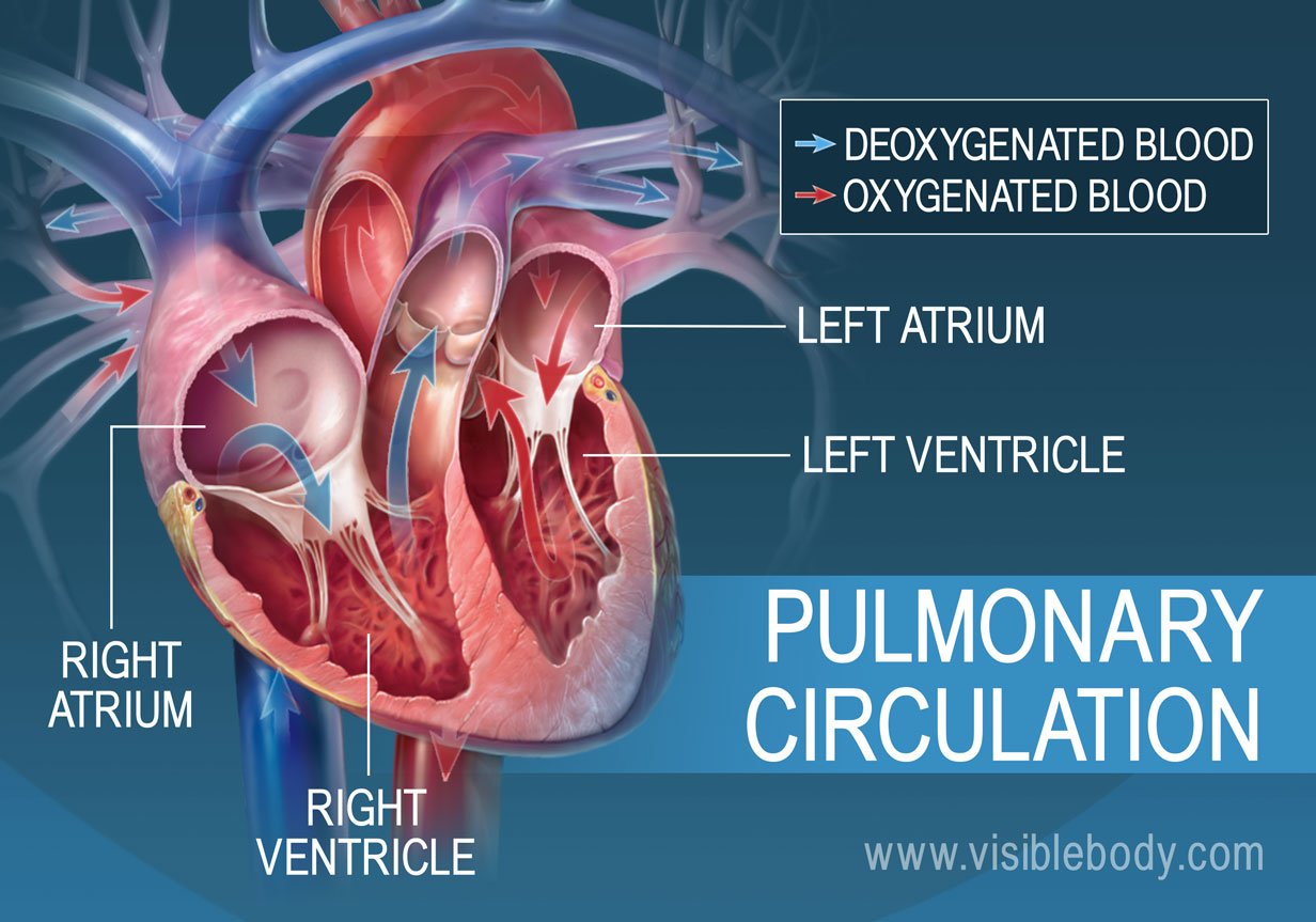 pulmonary circulation pathway