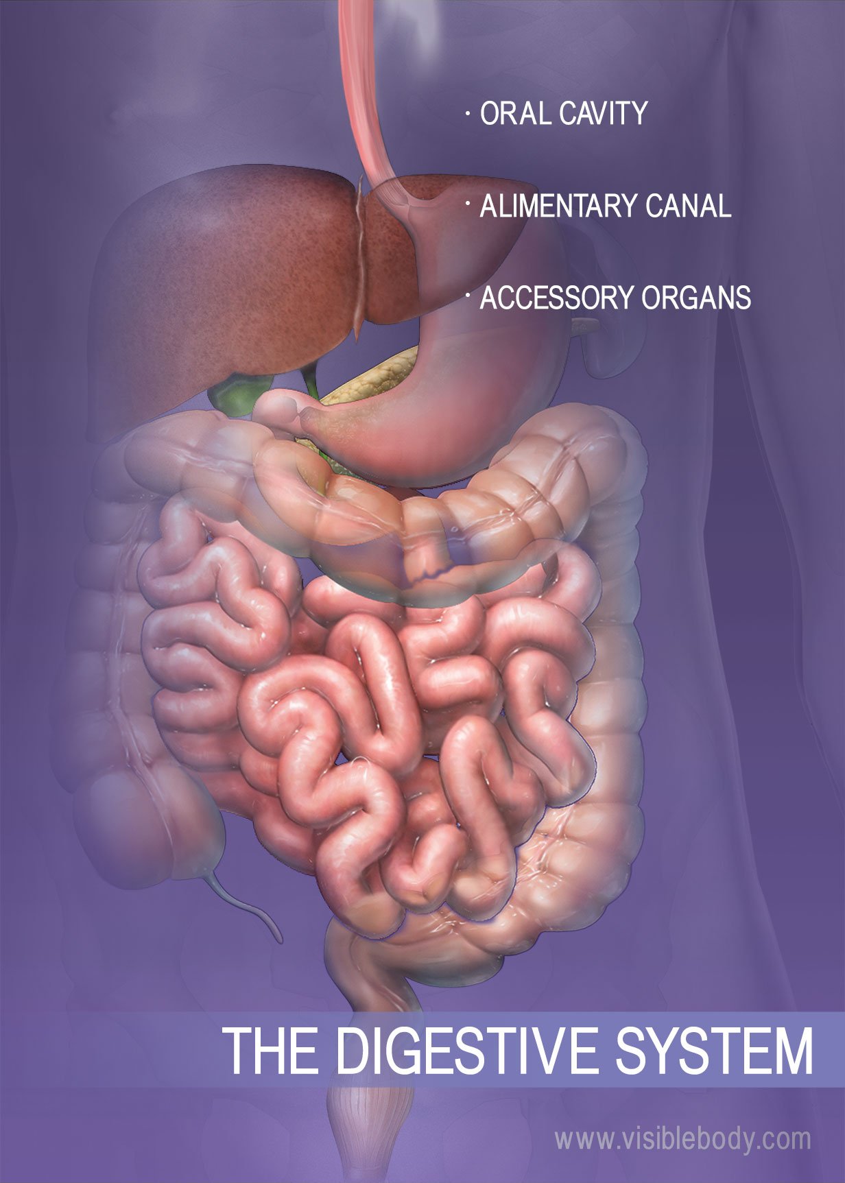 digestive system anatomy model labeled