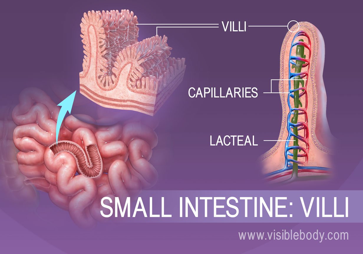 How Does the Small Intestine Absorb Nutrients from Digested Food?