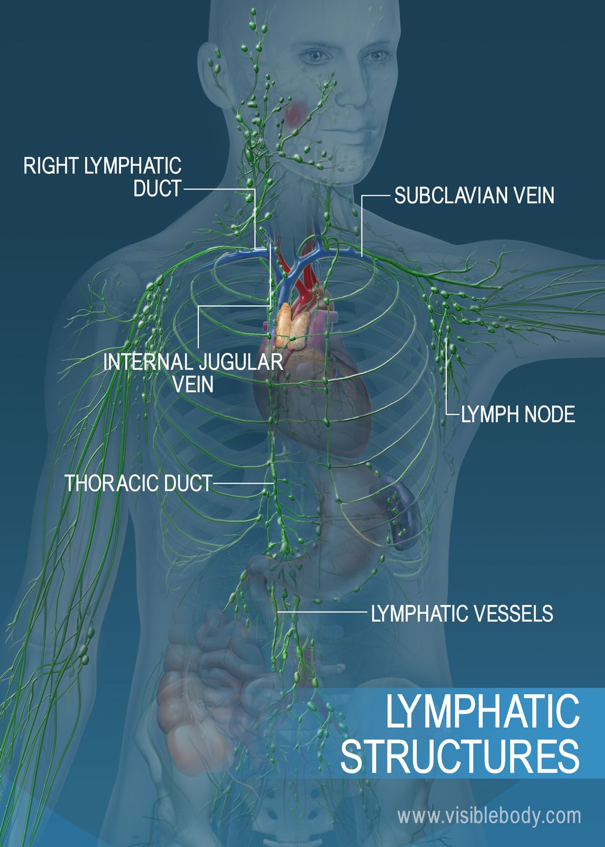 lymph nodes in back of neck location