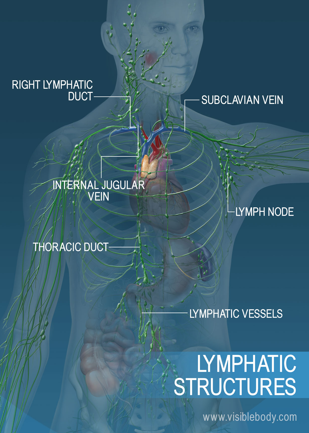 What Happens When Your Lymphatic System Drains