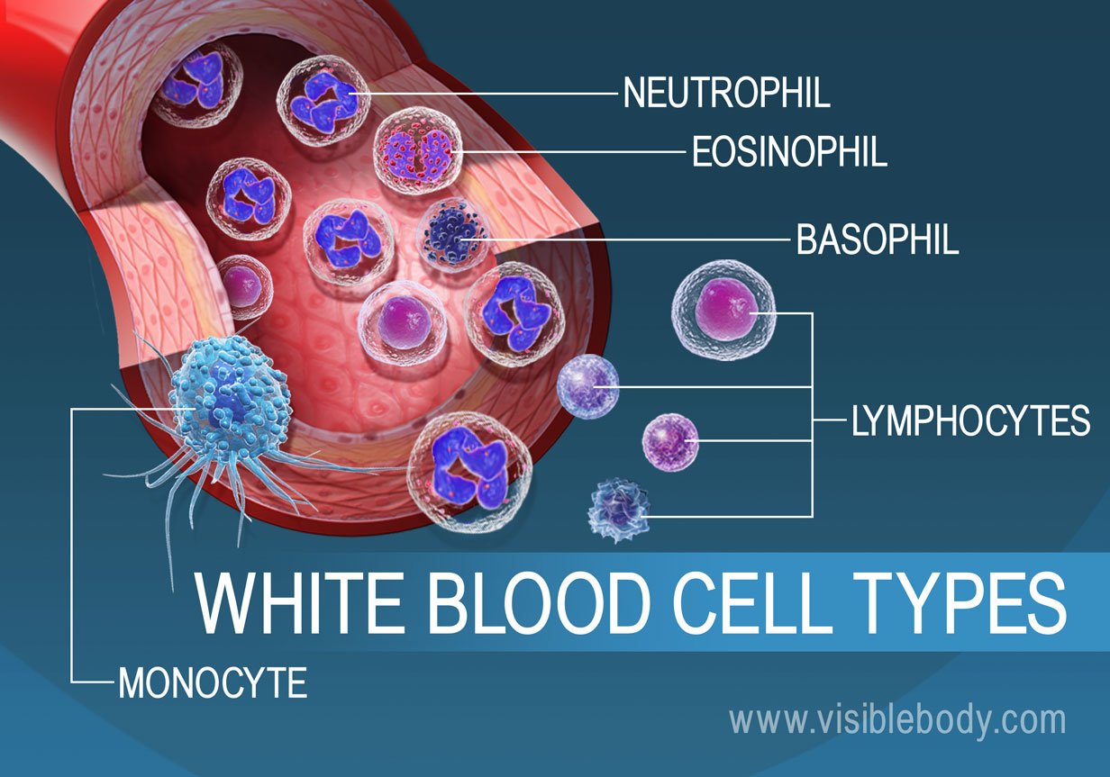 white blood cells fighting virus
