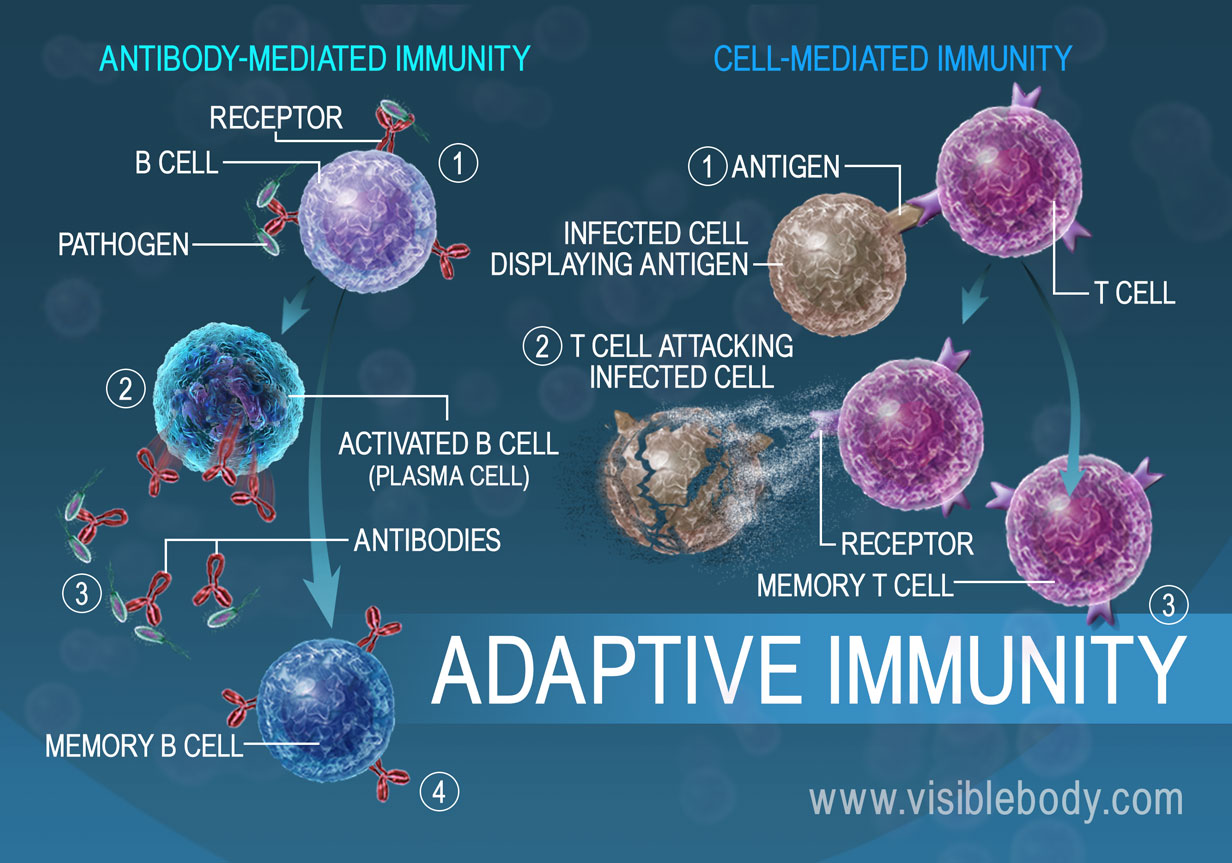 antibody production innate or adaptive