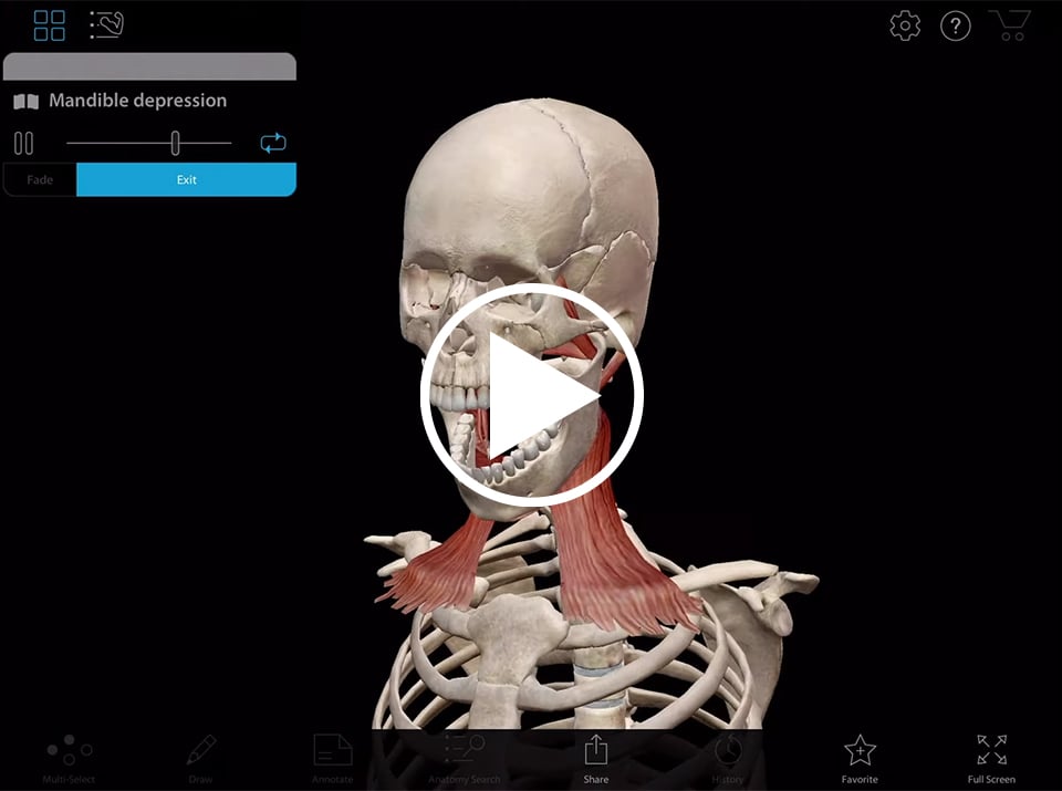 使用Visible Body的Muscle Premium观看下颌骨抬高的动画