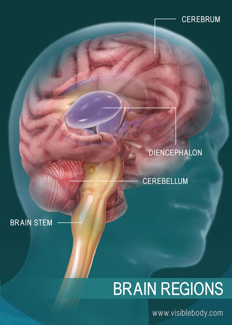 cerebrum brain