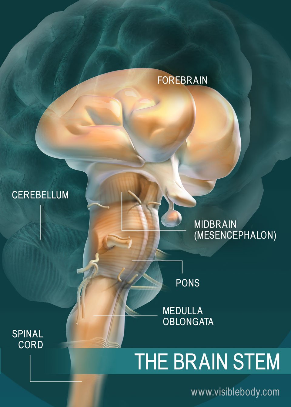 lower brain stem function development in infants