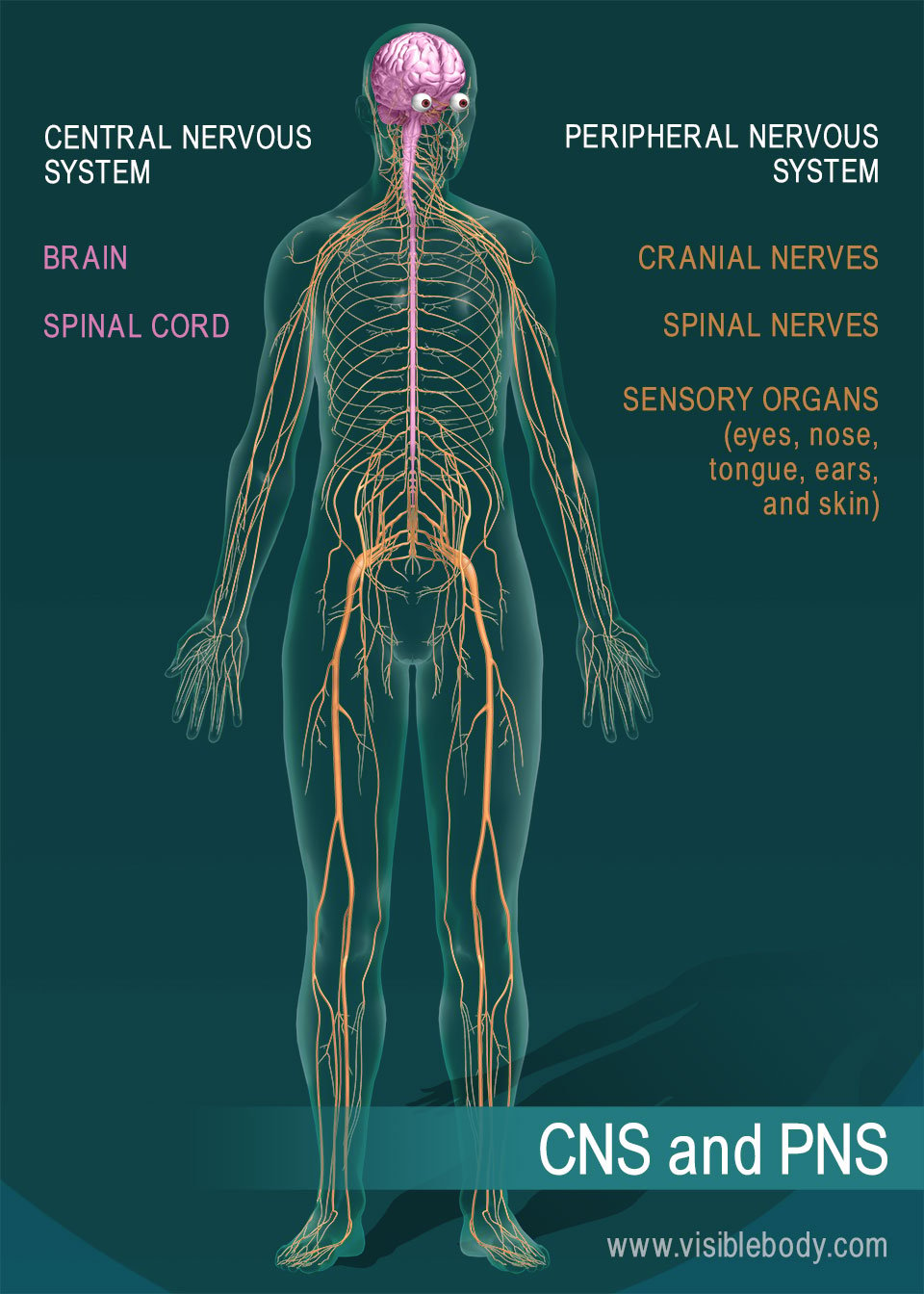 How do nerves control every organ and function in the body?