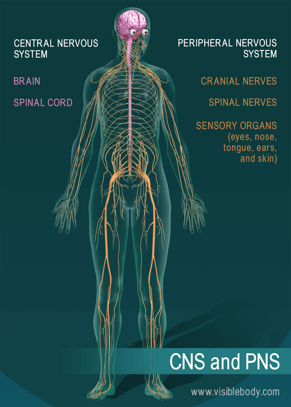 Nervous System Overview