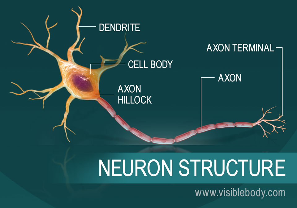 nerve cell structure