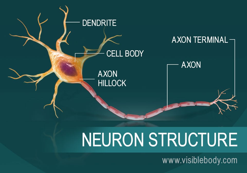 neuron presentation