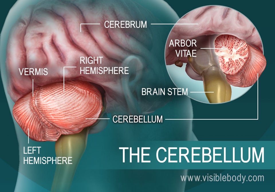 human-brain-anatomy-and-function-free-nude-porn-photos