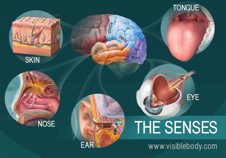 touch the five sensory systems