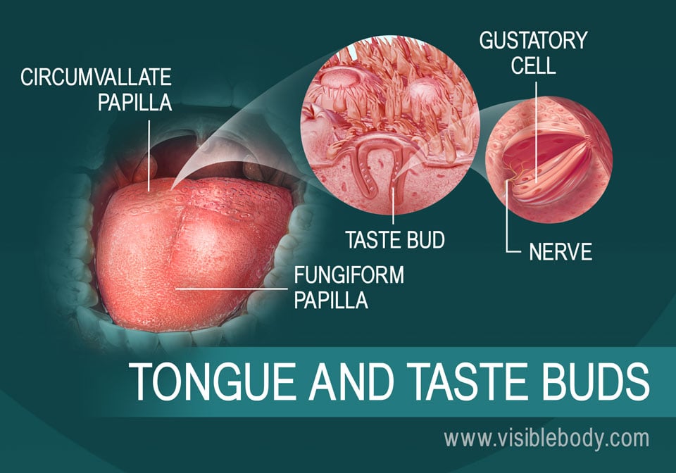 how long does it take to get your taste buds back after radiation