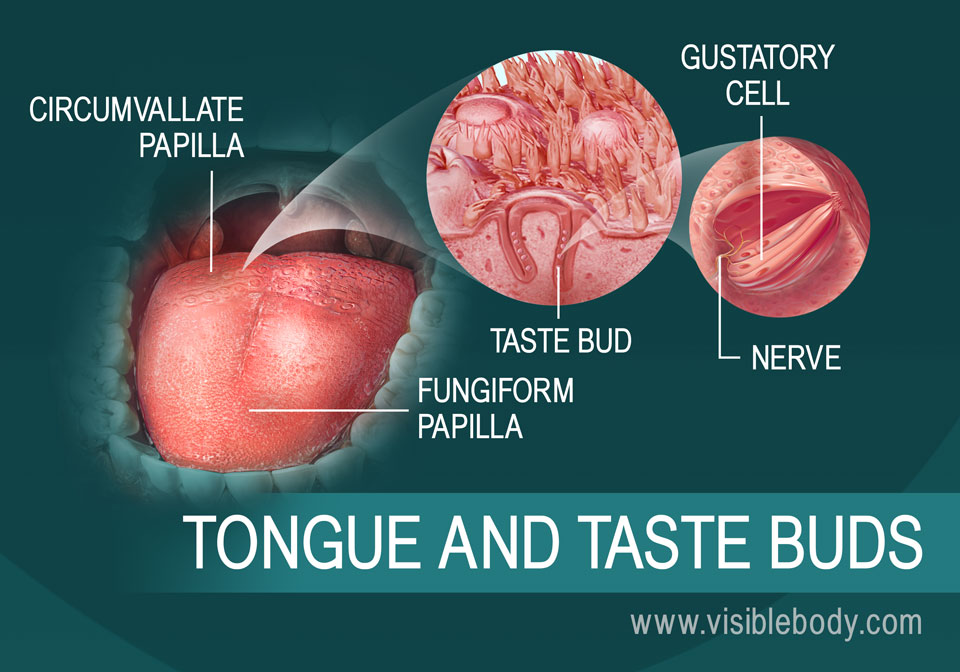 Tongue And Taste Buds ?t=1516999365910