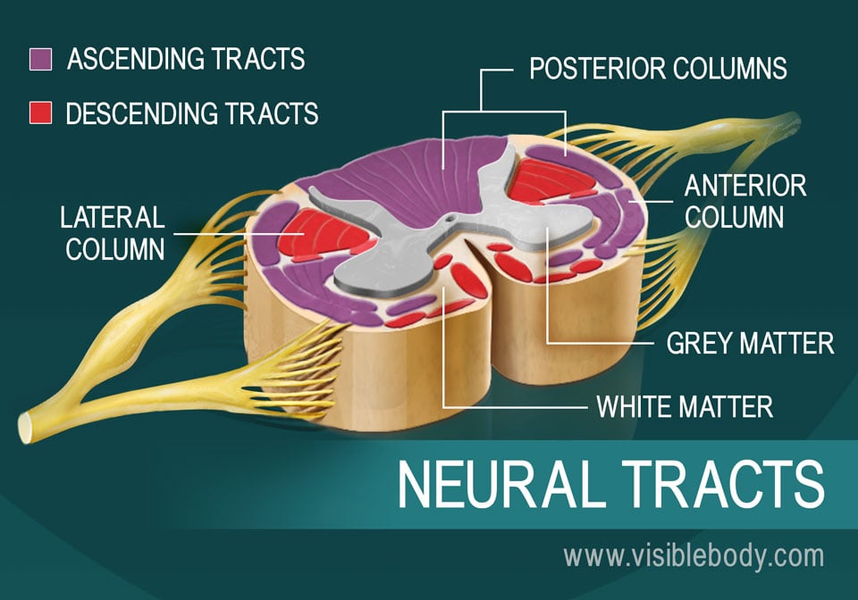 name the two parts of human body where neurons are found abundantly