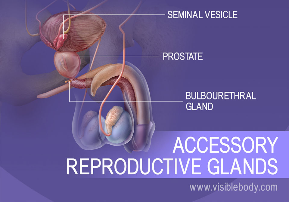 Male Reproductive Structures Learn Anatomy 5417