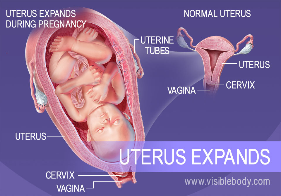 Female Reproductive Structures