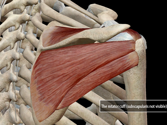 Learn Muscle Anatomy: Of Dads and Rotator Cuff Injuries