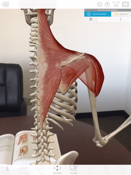 3d scapula anatomy