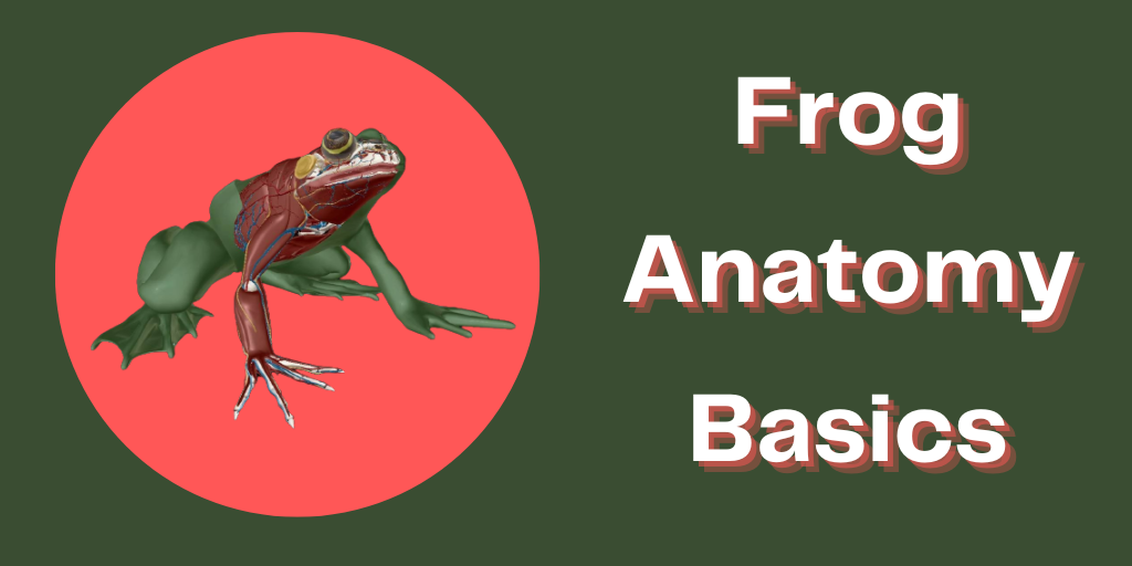 anatomy of frog dissection labeled