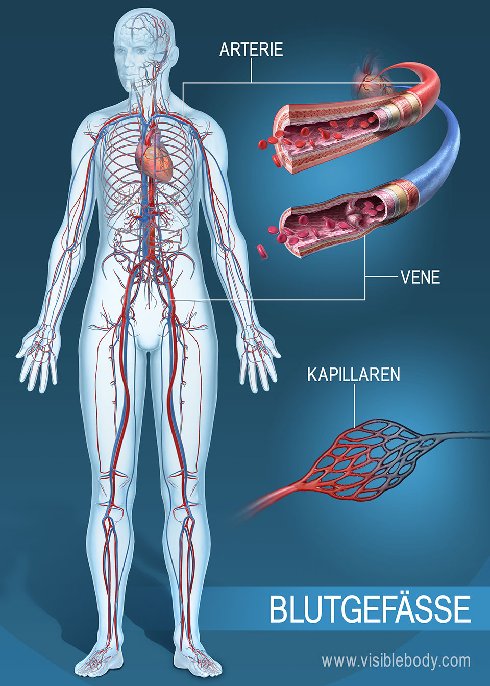 Das überall im Körper vorliegende Gefäßnetz der Arterien, Venen und Kapillaren