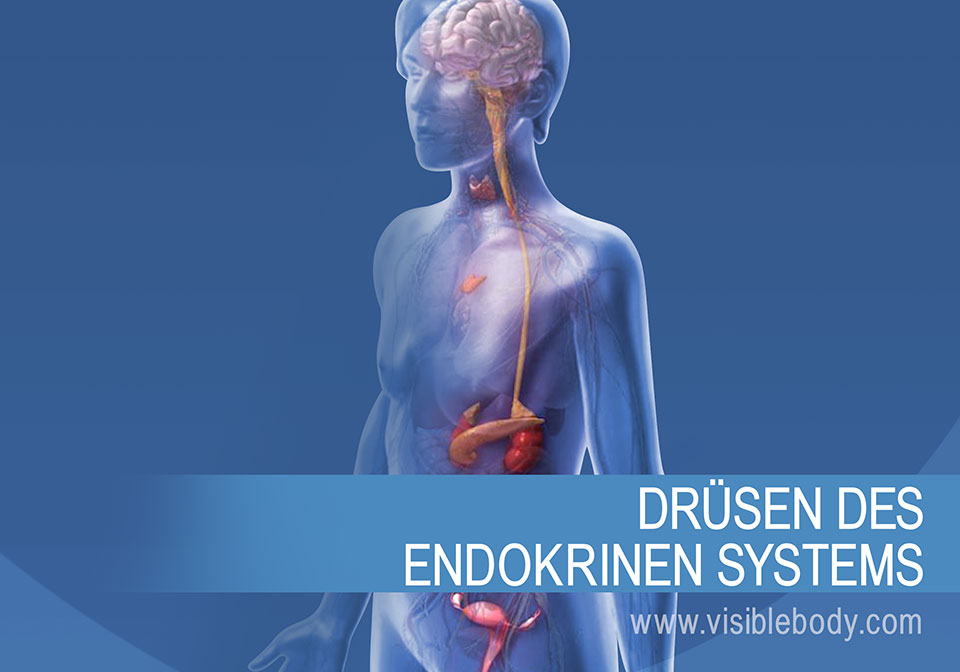 Die endokrinen Drüsen und ihre Funktionsweise