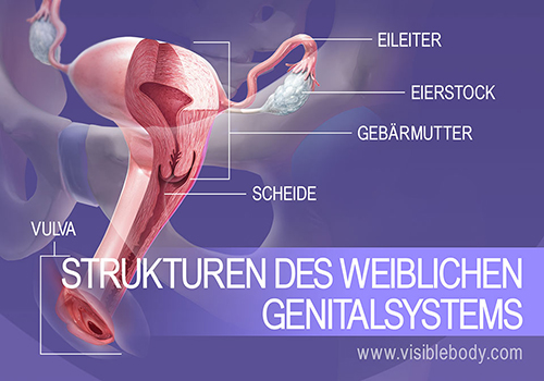Überblick über die Strukturen des weiblichen Genitalsystems
