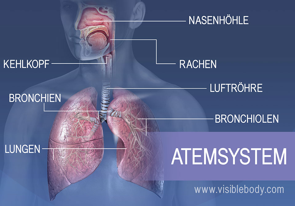 Zu den Hauptstrukturen des Atemsystems gehören Nasenhöhle, Rachen, Kehlkopf, Luftröhre, Bronchien, Lungen und Bronchiolen
