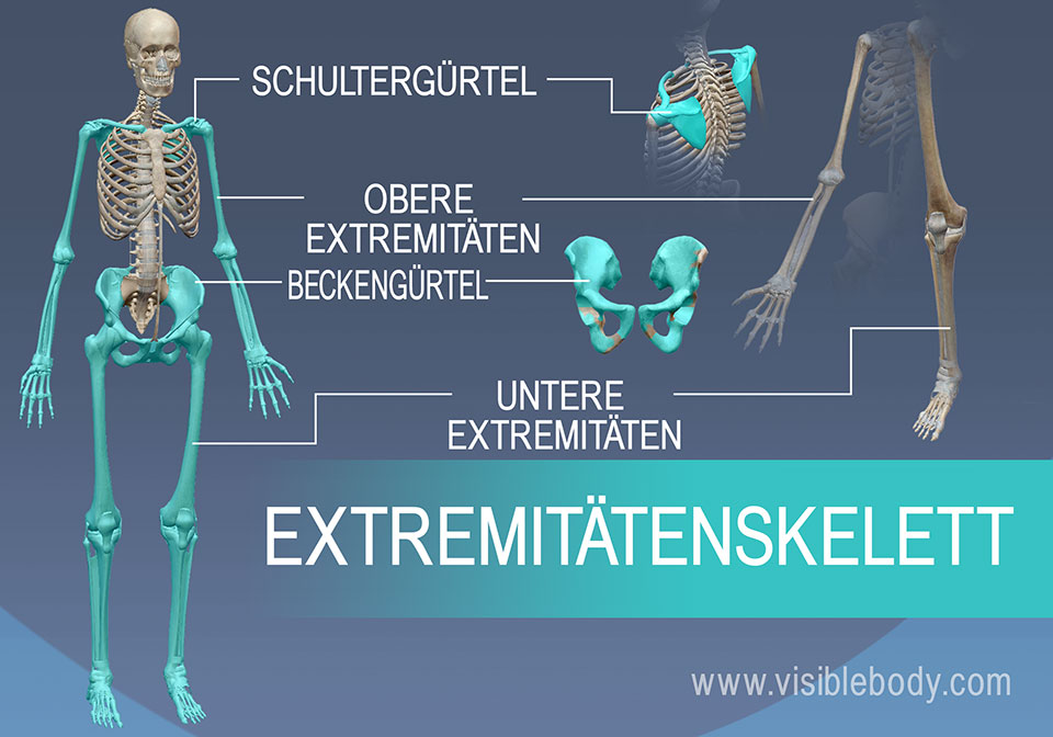 Das Extremitätenskelett umfasst Schulter- und Beckengürtel sowie die Arme und Beine