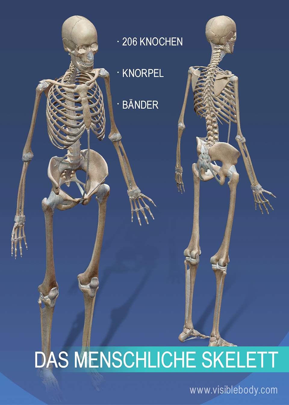 Kenntnis der Skelettsystemanatomie